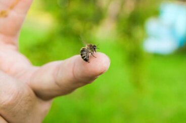 Que faire en cas de piqûre d'abeille ?