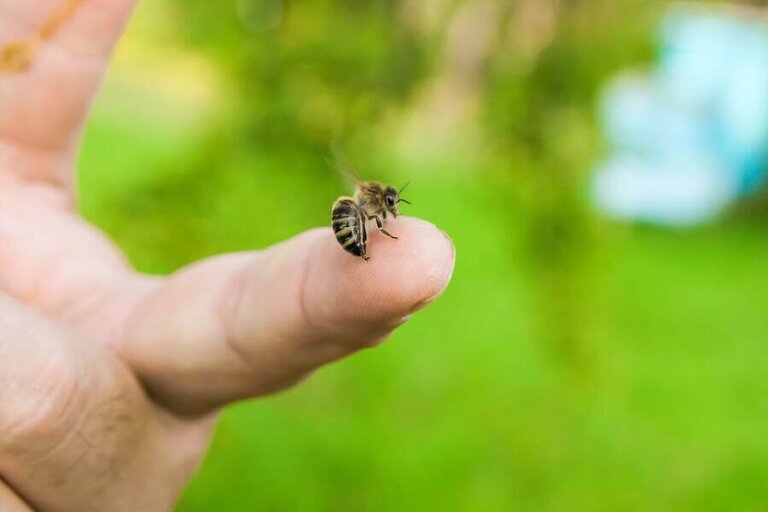 Que faire en cas de piqûre d'abeille ?