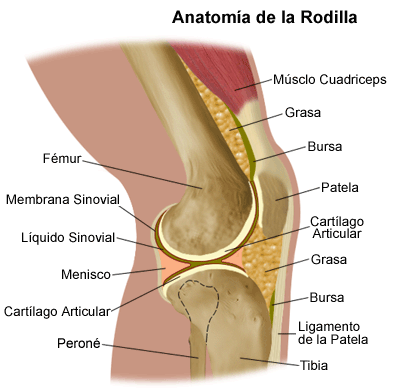 Anatomie de l'articulation rotulienne. 