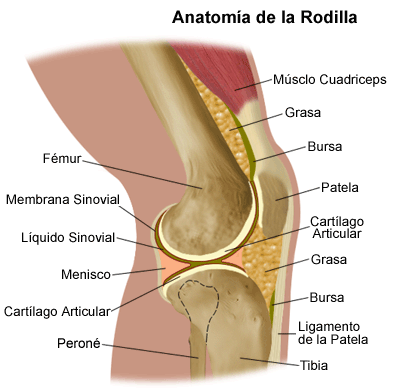 Anatomie de l'articulation rotulienne.
