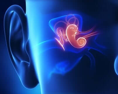 Anatomie de l'oreille interne. 