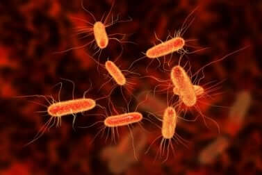 Des bactéries sur une image.