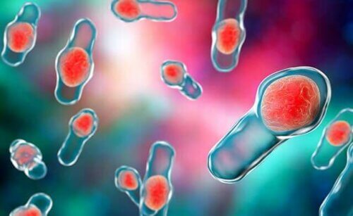 La diarrhée due aux antibiotiques : le Clostridium Difficile