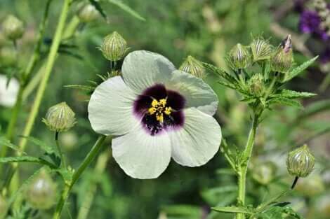 La fleur de guimauve.