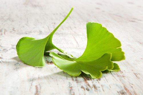 Le gingko biloba contre les douleurs émanant de l'inflammation du nerf sciatique