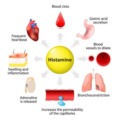Histamine : synthèse, libération et fonctions