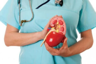 Maladie rénale chronique : causes et traitement - Améliore ta Santé