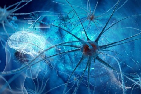Connexions neuronales et histamine