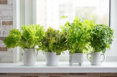 Comment cultiver des plantes aromatiques