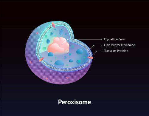 Ce que vous devez savoir sur le syndrome de Zellweger
