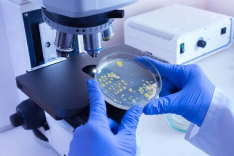 Des analyses menées en laboratoire sur la leptospirose.