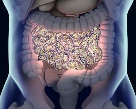 De quoi se compose un microbiote normal au niveau des intestins ?