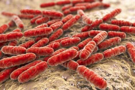 Bactéries de l'intestin. 