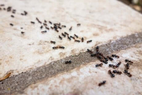 fourmis alignées