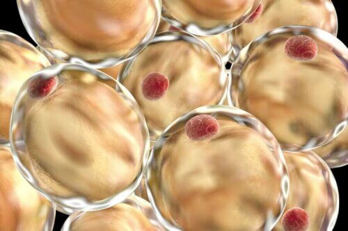 Quelles sont les fonctions des lipides ?