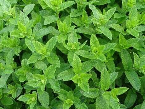 menthe fraîche
