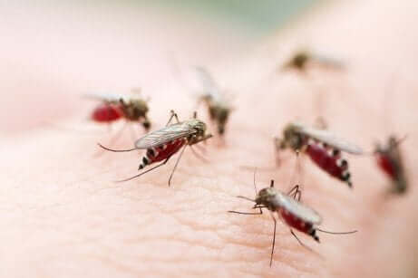 Les moustiques sont porteurs de certaines maladies contractées par les voyageurs.