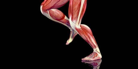 Les muscles des jambes et les points gâchette.