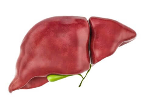 Les toxines se stockent dans le foie.