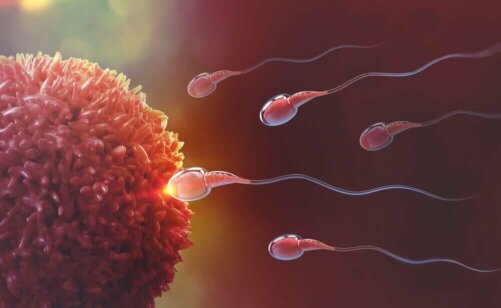 L'ovulation et la fécondation.