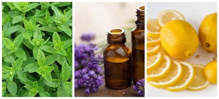 Répulsifs naturels contre les fourmis