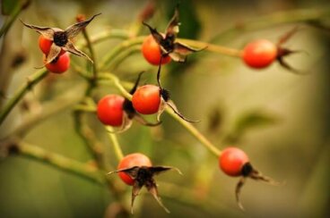 Avantages et précautions de l'infusion d'églantier
