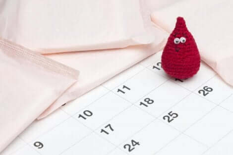 Le calendrier du cycle menstruel. 