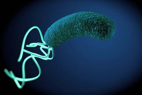 Des bactéries en image.