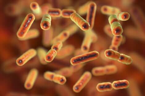 Les bactéries de la flore intestinale altérée.