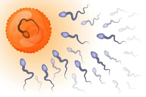 Le spermogramme permet d'identifier un problème de fertilité chez l'homme.