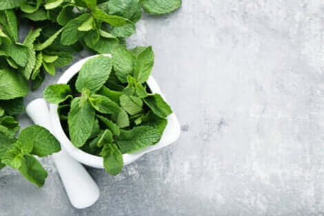 Les feuilles de menthe contre la migraine chez les enfants.