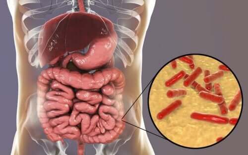 Quels sont les signes d'une flore intestinale altérée ?