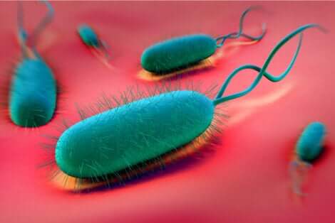La bactérie helicobacter pylori.
