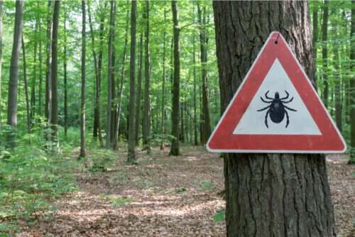 Traitement de la maladie de Lyme