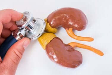 L'anatomie des reins et des glandes surrénales.