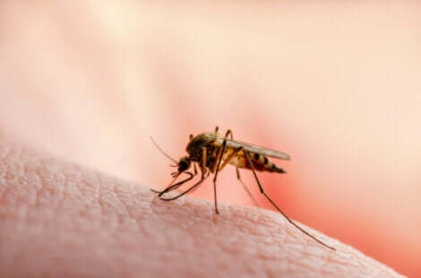 La leishmaniose est provoquée par une piqûre de moustique.