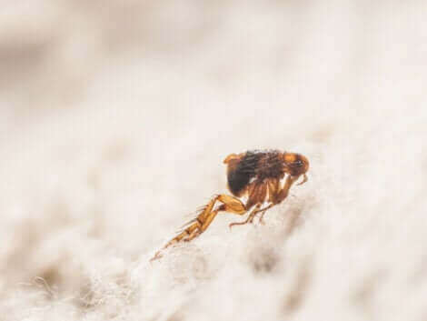 Un saut de puce.