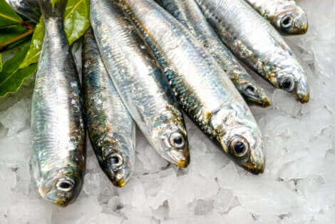 Des poissons bleus.