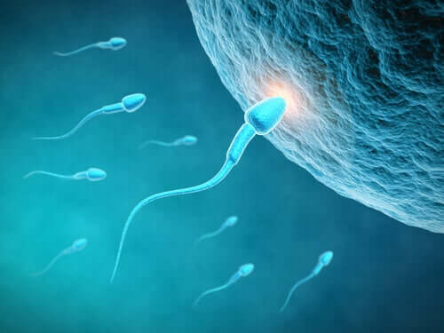 L'influence de l'alimentation sur la qualité du sperme