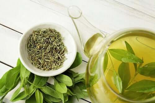 Le thé vert peut-il augmenter la longévité ?