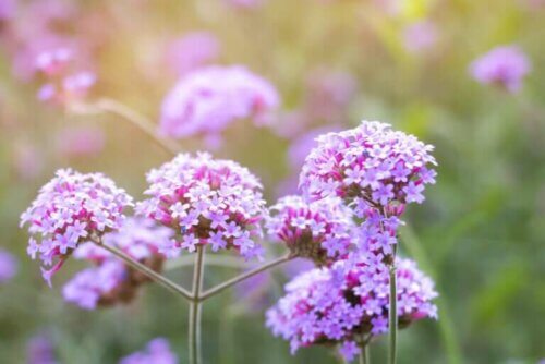 Qu'est-ce que la verveine et à quoi sert-elle ?