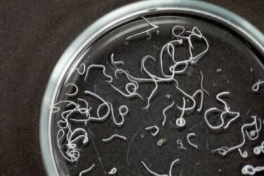 Ascaridiose : symptômes et traitement