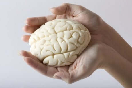 Un cerveau miniature.