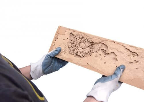 Comment détecter la présence de vers à bois