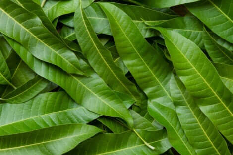 Des feuilles de mangue.