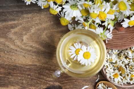 Fleurs de camomille.