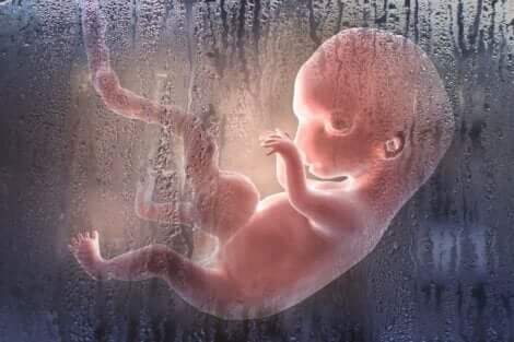 Un foetus dans le sac amniotique.
