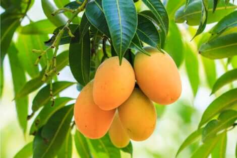 Des mangues sur un arbre.