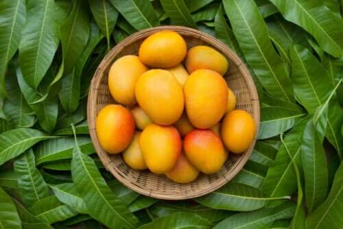 6 bénéfices des feuilles de mangue