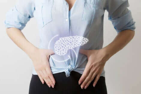 Illustration du pancréas chez une femme.